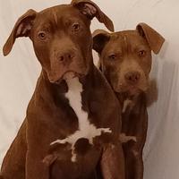 Cuccioli american pitbull terrier