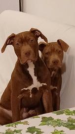 Cuccioli american pitbull terrier