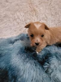 Lumi Maltipoo