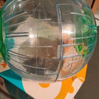 Pallina per fare girare dentro casa i criceti