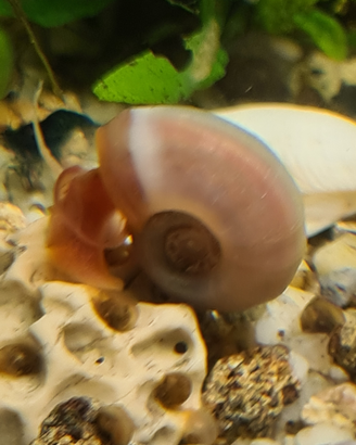 Lumache Planorbella