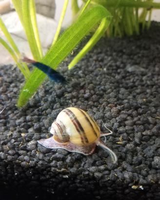 Lumaca acquario