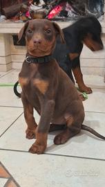 Cuccioli di Dobermann