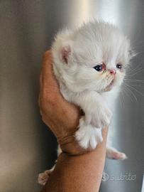 Gatto persiano 1