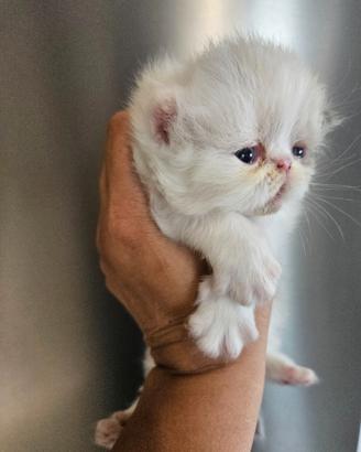 Gatto persiano 1