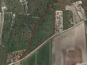 Terreno con alberi d'ulivo