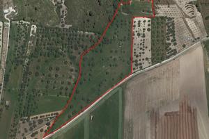 Terreno con alberi d'ulivo