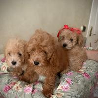 Cuccioli di Barboncino Toy