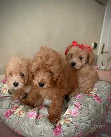 Cuccioli di Barboncino Toy