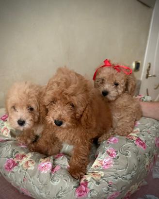 Cuccioli di Barboncino Toy