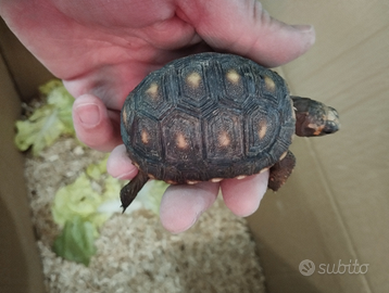 Tartarughe Carbonarie