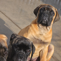 Bullmastiff cuccioli alta genealogia