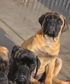 Bullmastiff cuccioli alta genealogia