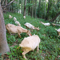 Capretti per allevare