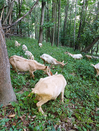 Capretti per allevare