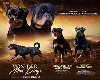 Rottweiler Cuccioli