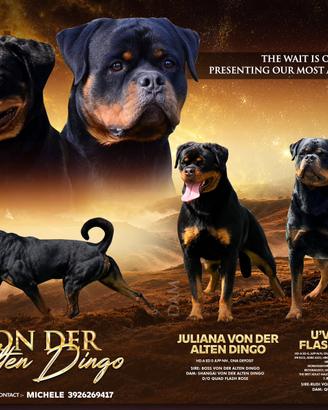 Rottweiler Cuccioli