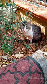 Gatto dolcissimo e sterilizzato a Norma (LT)