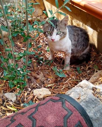 Gatto dolcissimo e sterilizzato a Norma (LT)