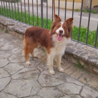 Border Collie