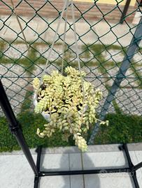 Cactus - Sedum burrito in vaso sospeso