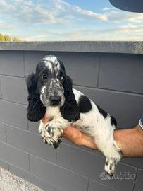 cuccioli cocker spaniel