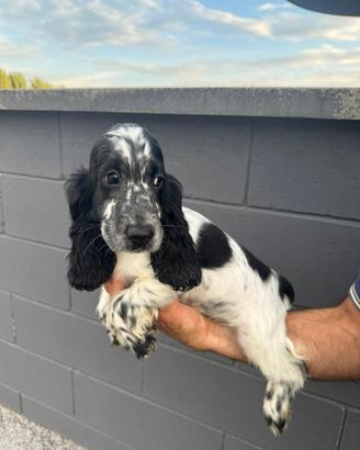cuccioli cocker spaniel