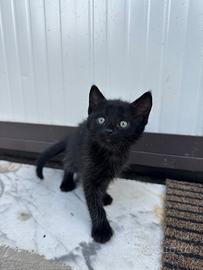 Gattino nero di appena due mesi