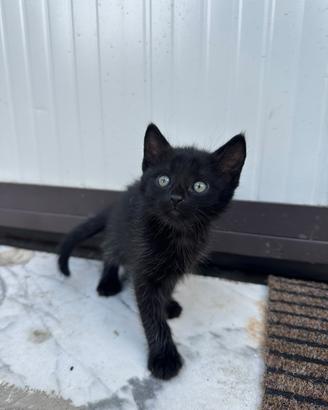 Gattino nero di appena due mesi