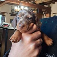 Cuccioli bassotto arlecchino