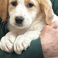 Cucciolo tipo setter inglese