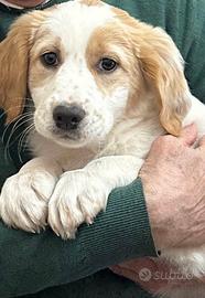 Cucciolo tipo setter inglese