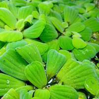 Pianta Acquatica Galleggiante Pistia Stratiotes
