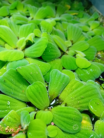 Pianta Acquatica Galleggiante Pistia Stratiotes