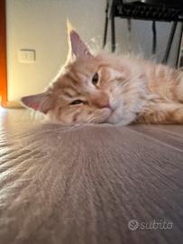 Maine coon arancione,disponibile per accoppiamento