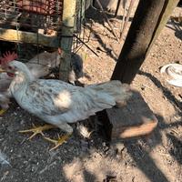 Galline livornesi ovaiole