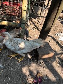 Galline livornesi ovaiole