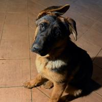 Cucciola Pastore Tedesco