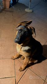 Cucciola Pastore Tedesco