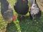 Immagine 3