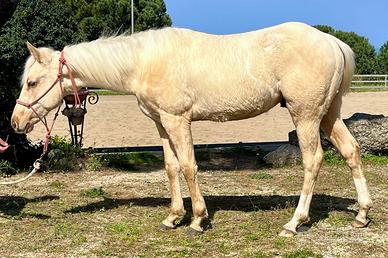 Puledro Quarter Horse