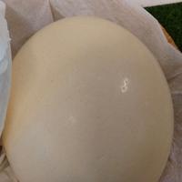 Uovo di struzzo vuoto dipingere