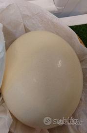 Uovo di struzzo vuoto dipingere