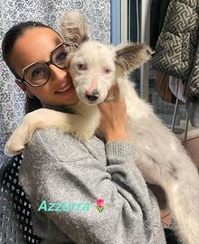 Cucciolo femmina bianco pelo lungo