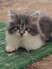 Gatto Norvegese delle foreste