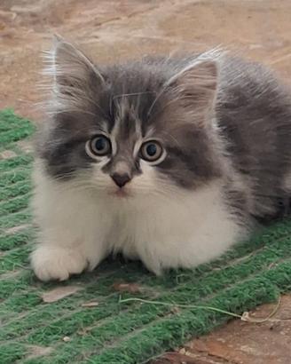 Gatto Norvegese delle foreste