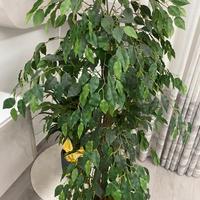 Pianta Ficus Real Touch