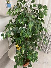 Pianta Ficus Real Touch