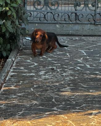 Bassotto tedesco arlechino pelo lungo