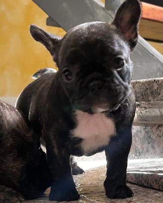 Cucciola graziose di bulldog francese